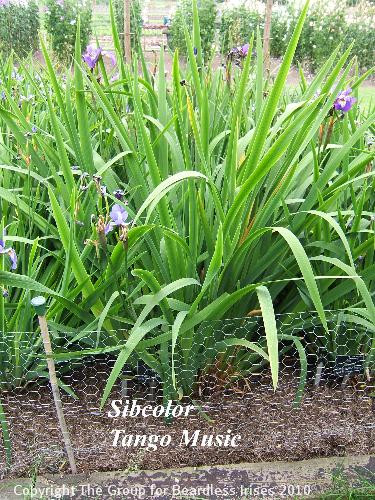 23 sibcolor Tango Music